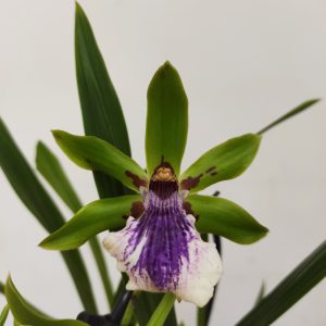 Zygopetalum 'Louisendorf' V.9