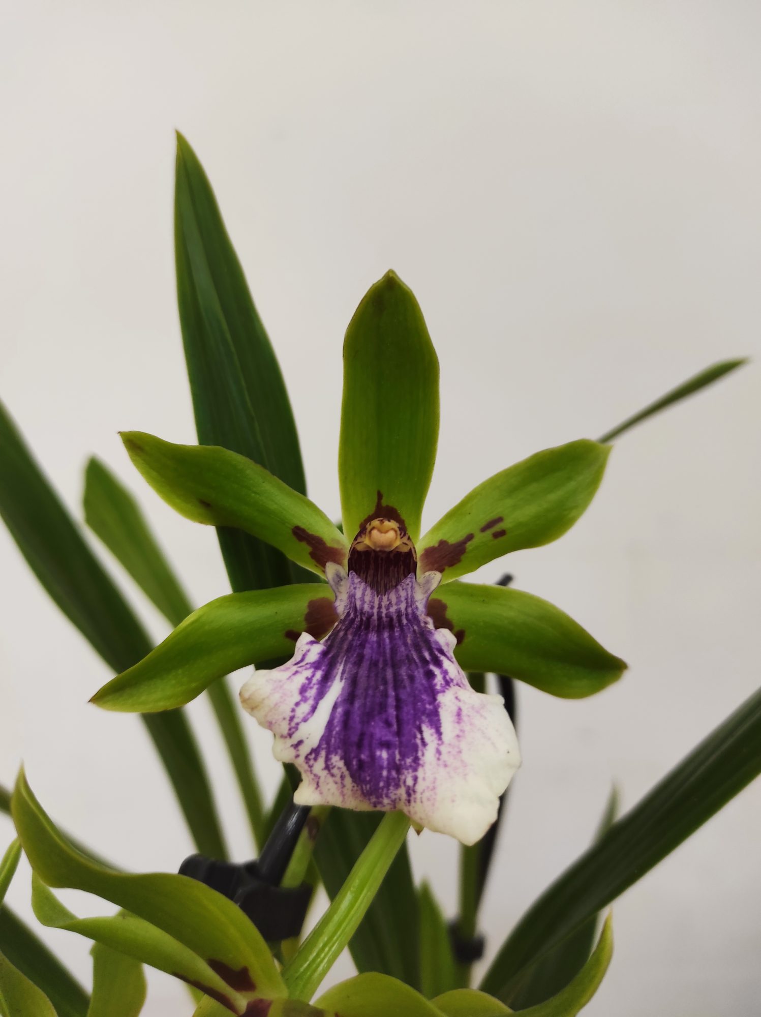 Zygopetalum 'Louisendorf' V.9