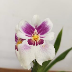 Miltonia V.9