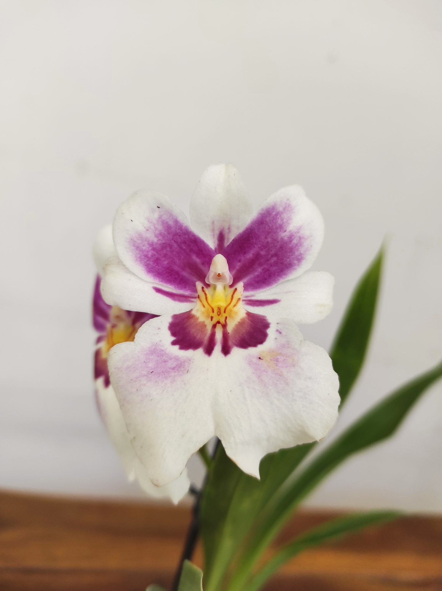Miltonia V.9