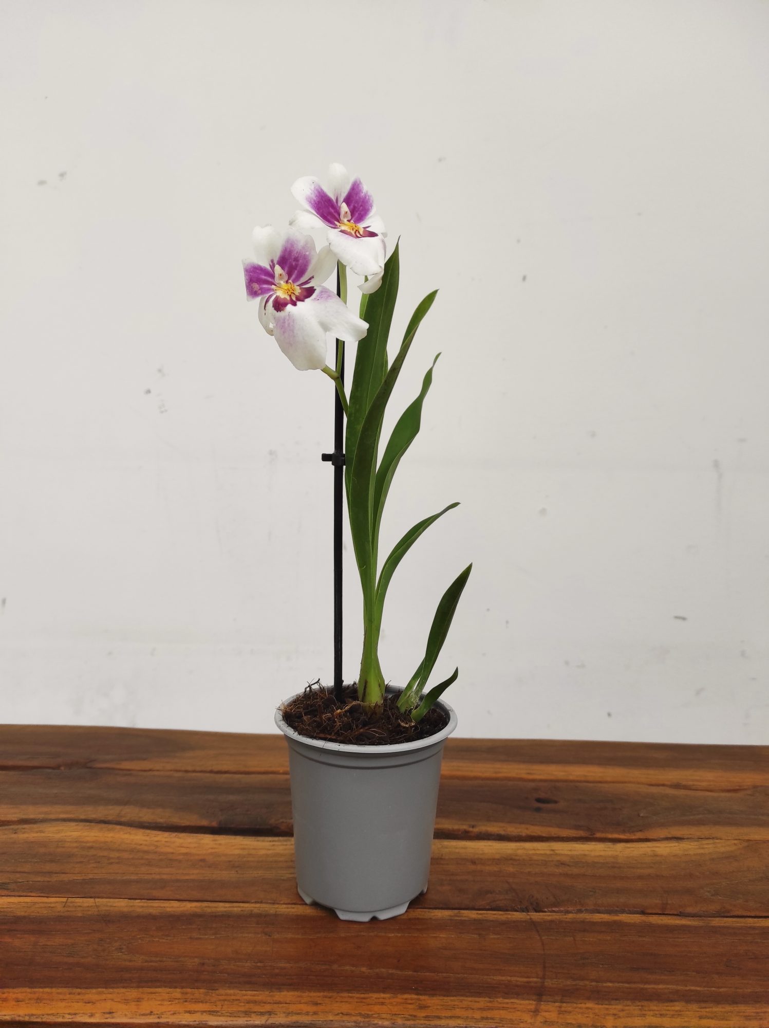 Miltonia V.9 - Image 2