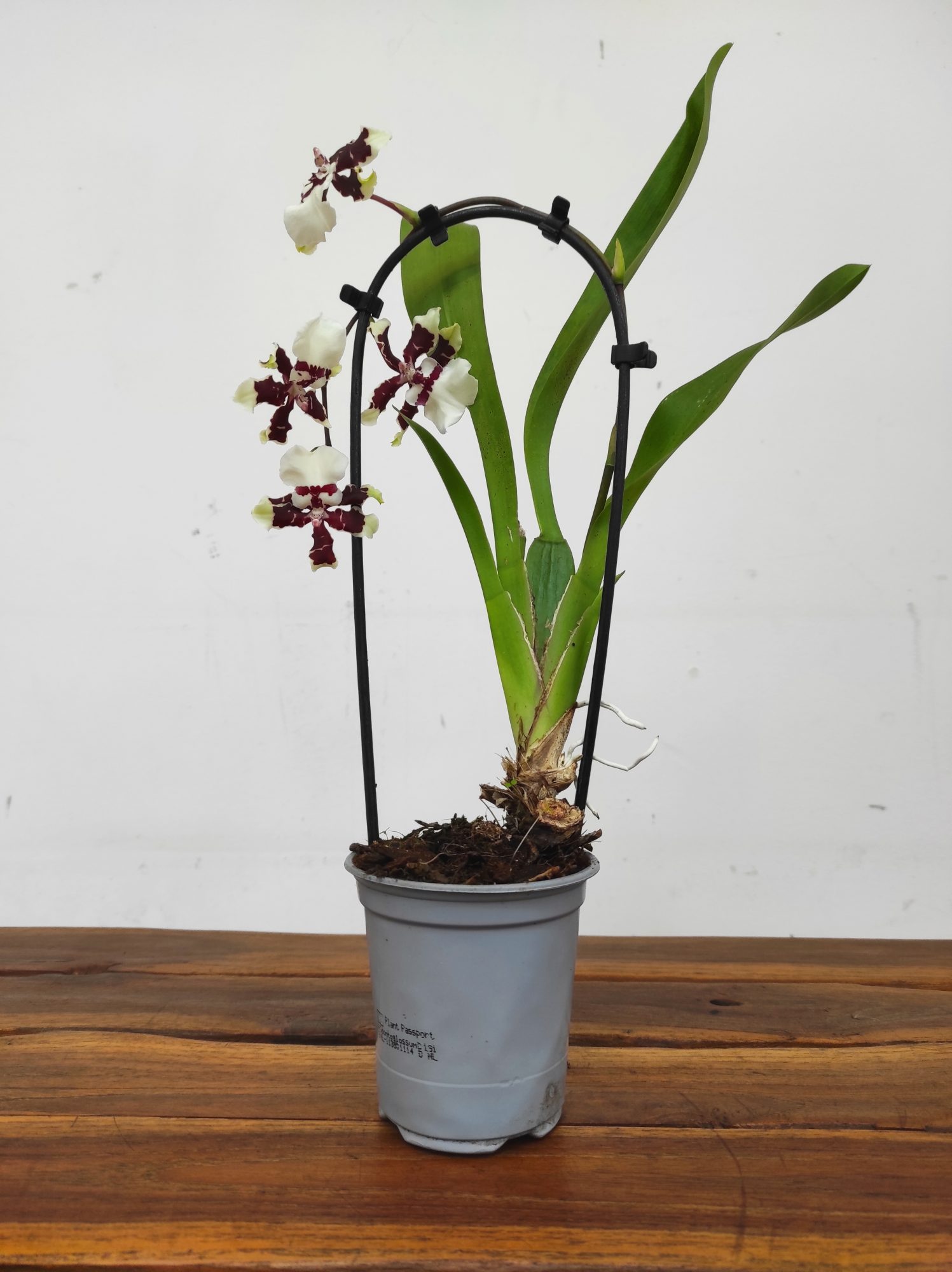 Cambria V.9 - Image 2