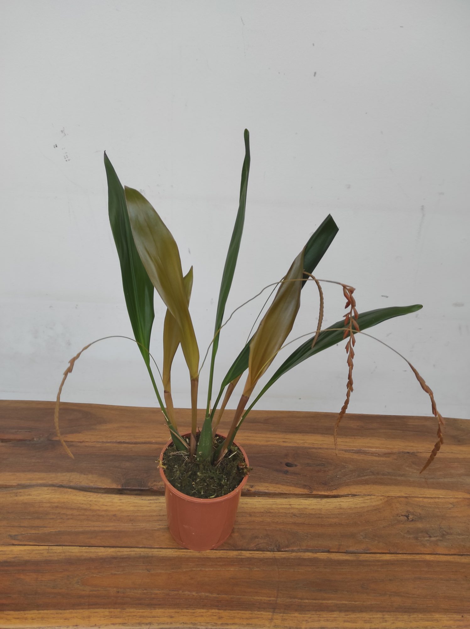 Dendrochilum C/ Haste Floral - Image 2