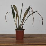 Dendrochilum C/ Haste Floral