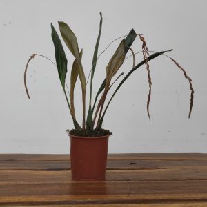 Dendrochilum C/ Haste Floral