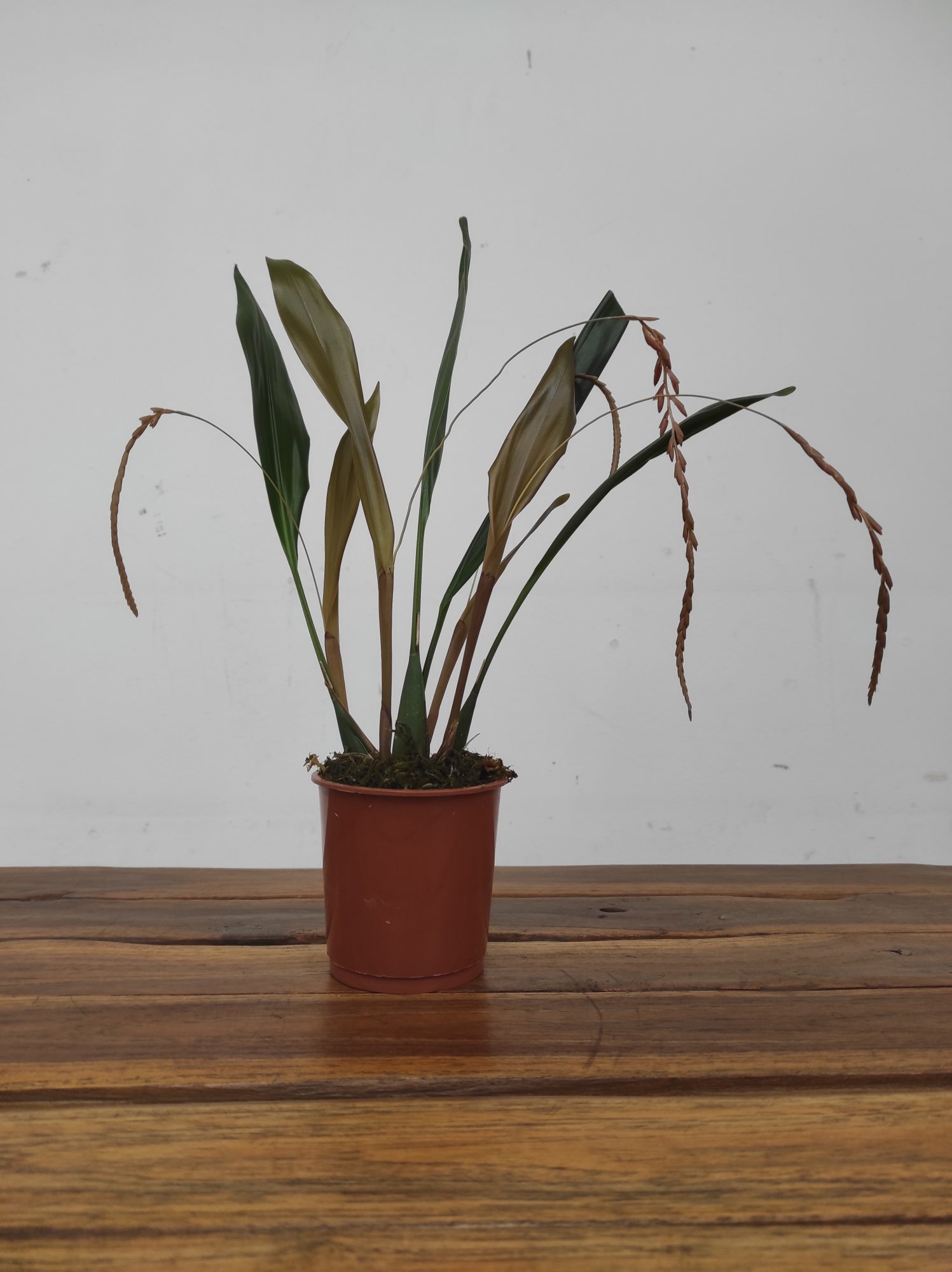 Dendrochilum C/ Haste Floral