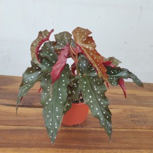 Begonia Maculata 'Wightii'