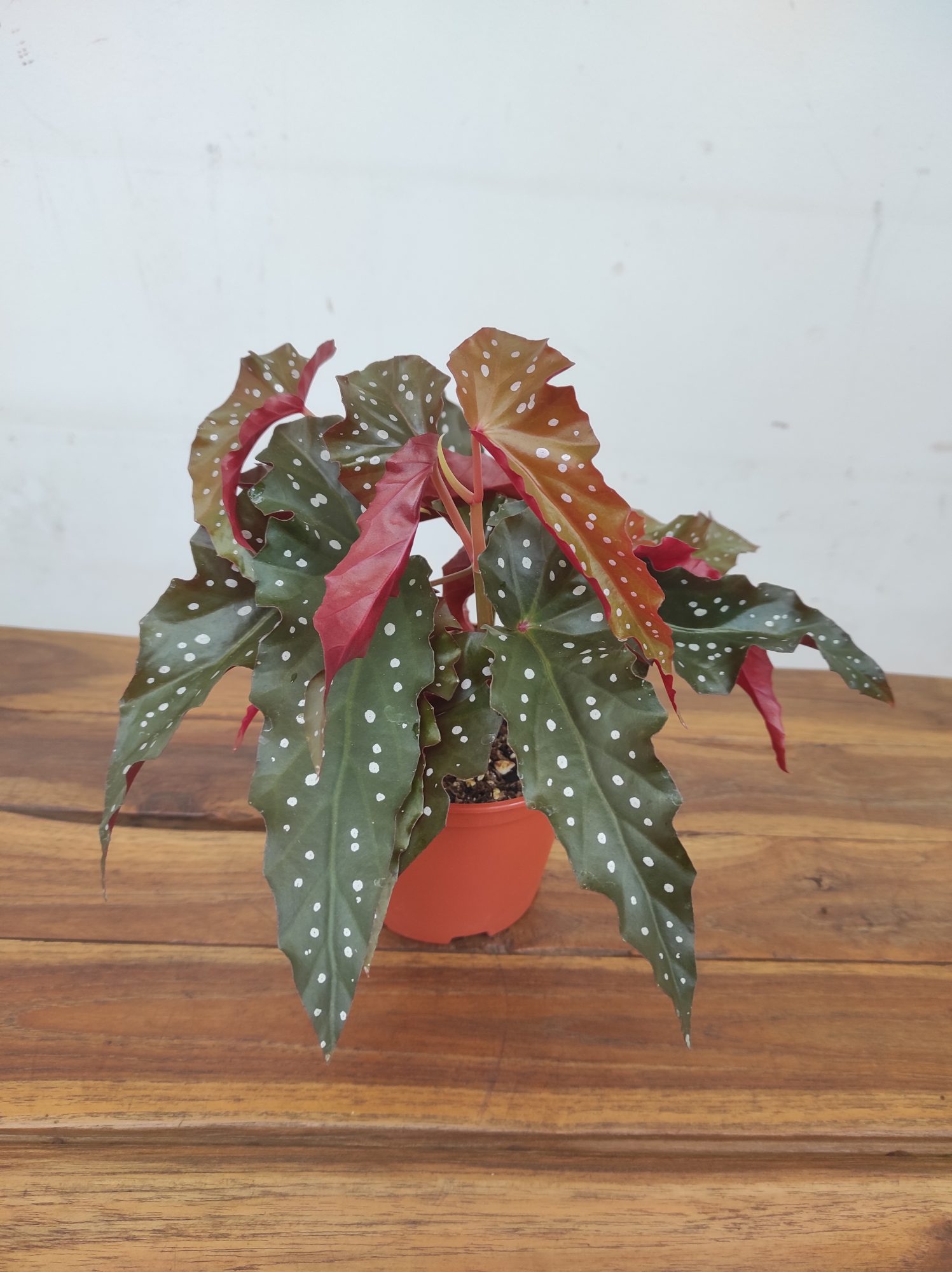 Begonia Maculata 'Wightii'