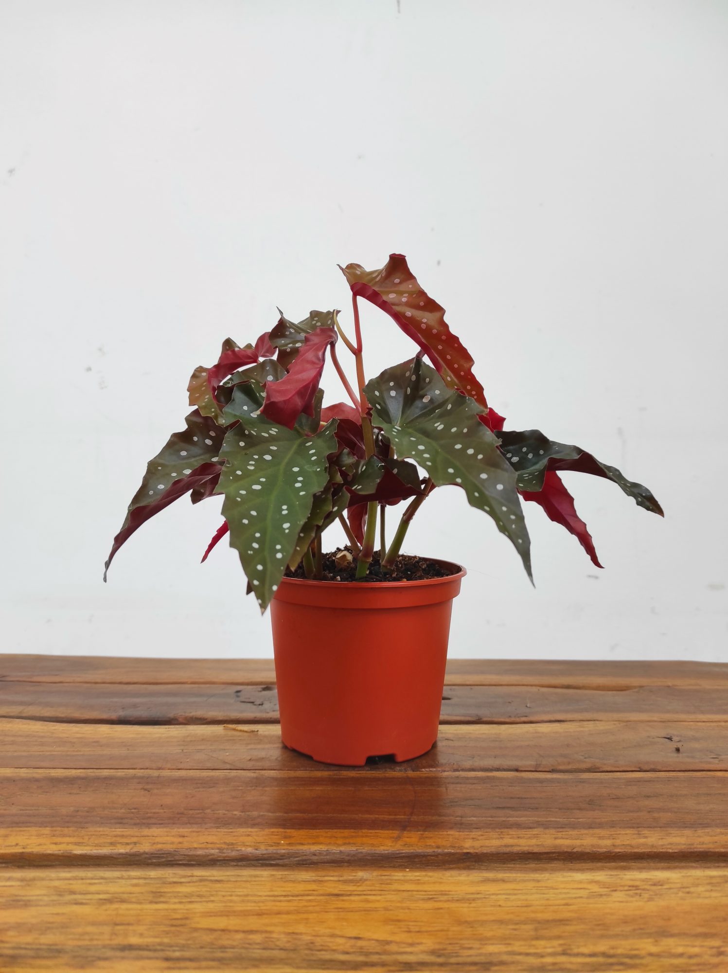 Begonia Maculata 'Wightii' - Image 2