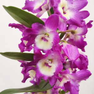 Dendrobium Nobile 'Bouquet Purple Rain'