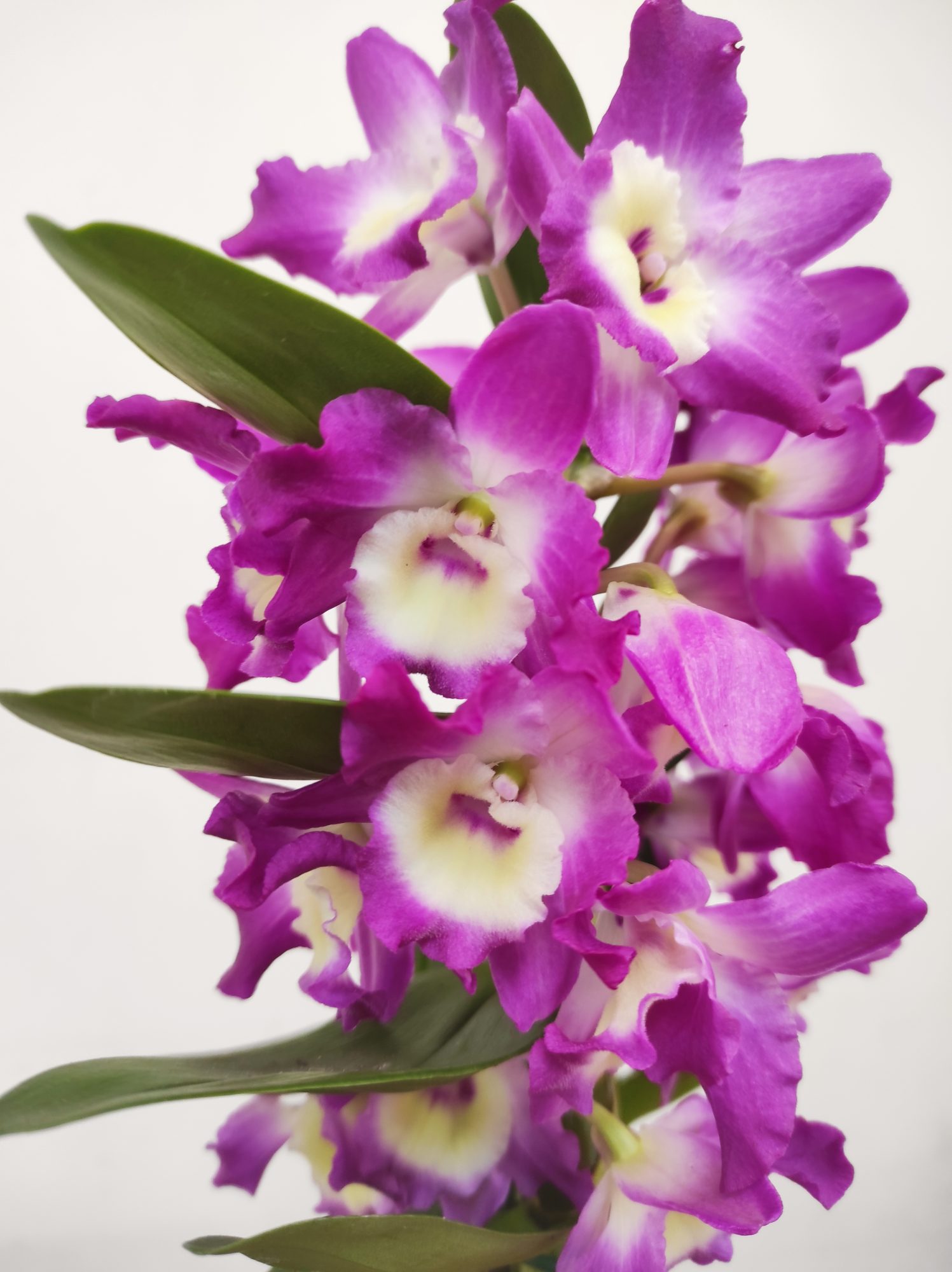 Dendrobium Nobile 'Bouquet Purple Rain'