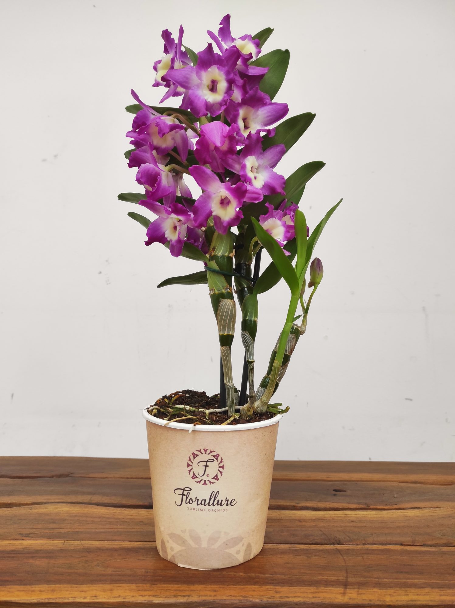 Dendrobium Nobile 'Bouquet Purple Rain' - Image 2