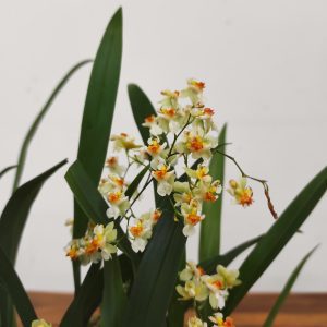 Oncidium Twinkle 'White Shower' - Montagem