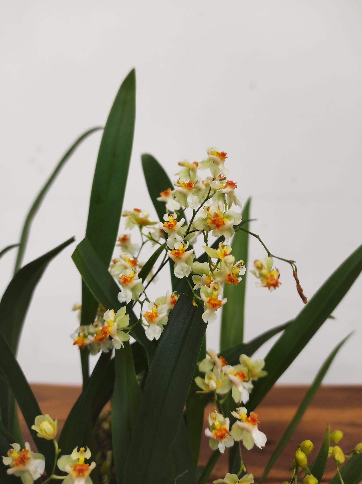 Oncidium Twinkle 'White Shower' - Montagem