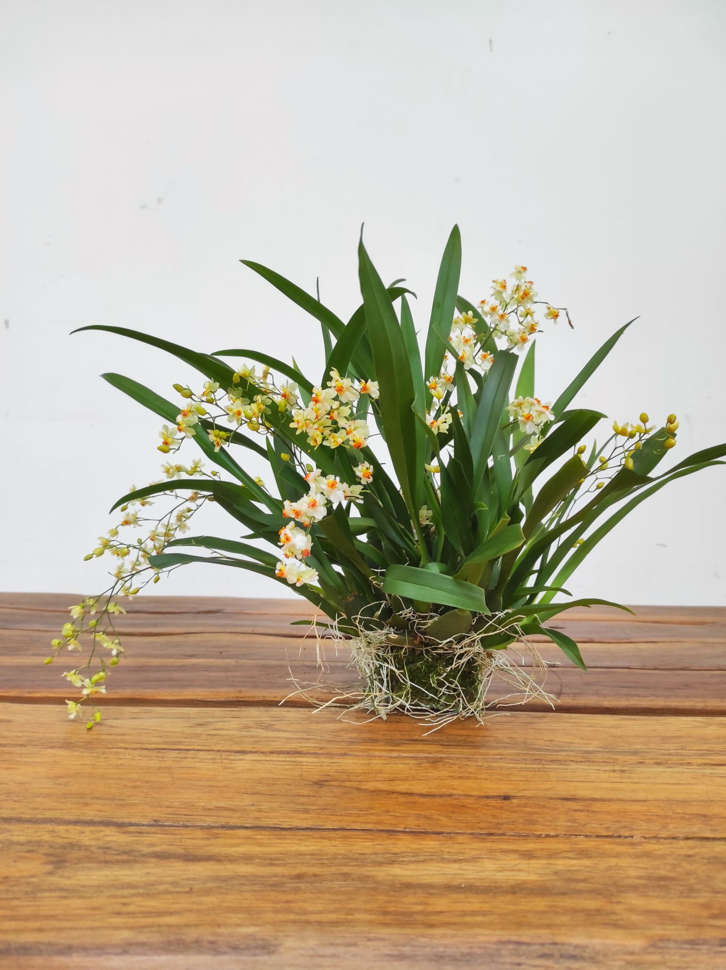 Oncidium Twinkle 'White Shower' - Montagem - Image 2