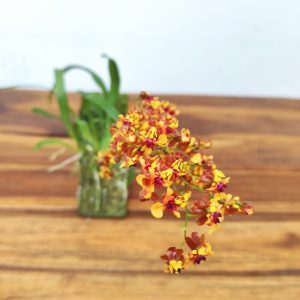 Oncidium Tiny Twinkle 'Anna' - Montagem Cortiça
