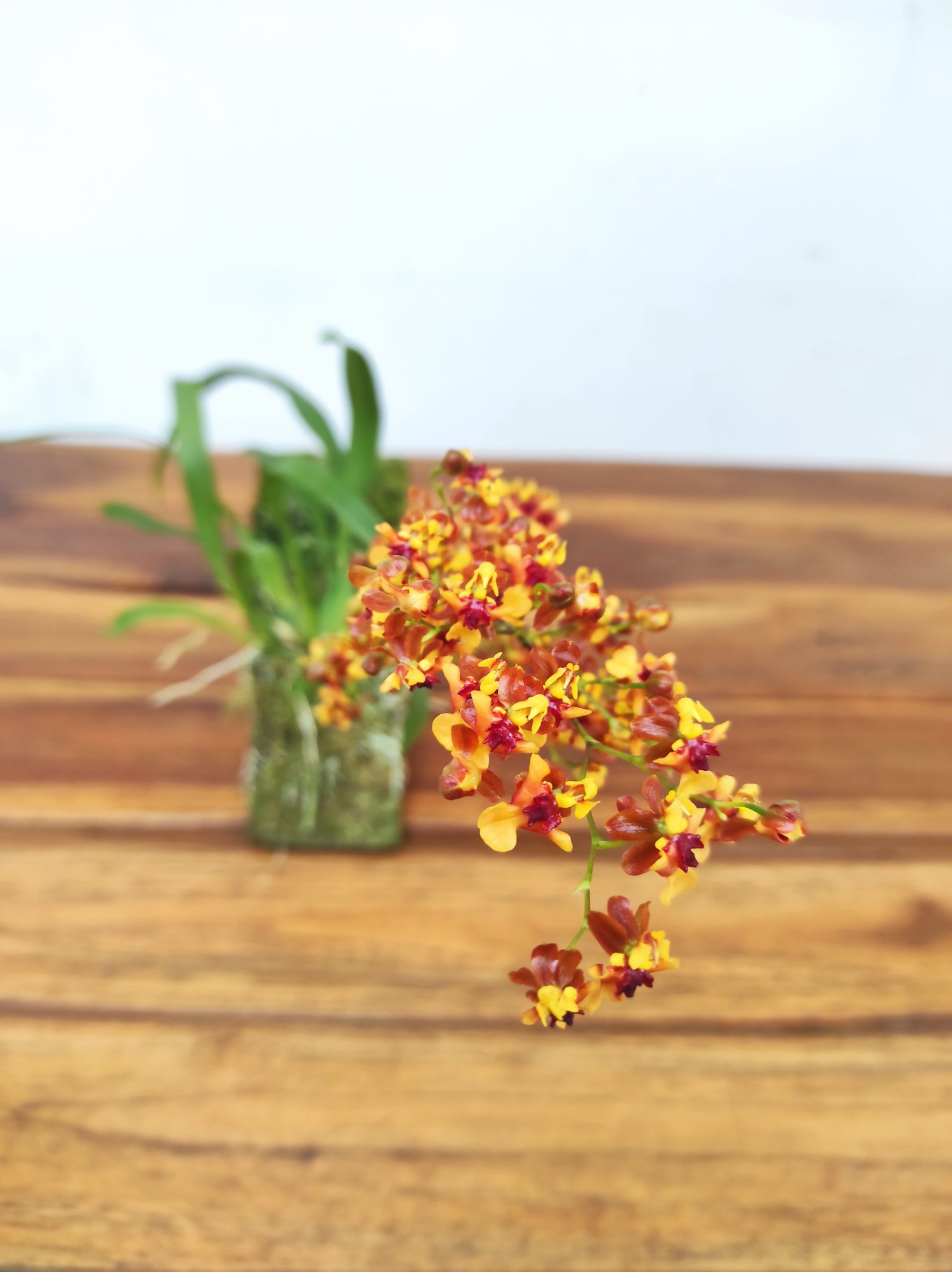 Oncidium Tiny Twinkle 'Anna' - Montagem Cortiça