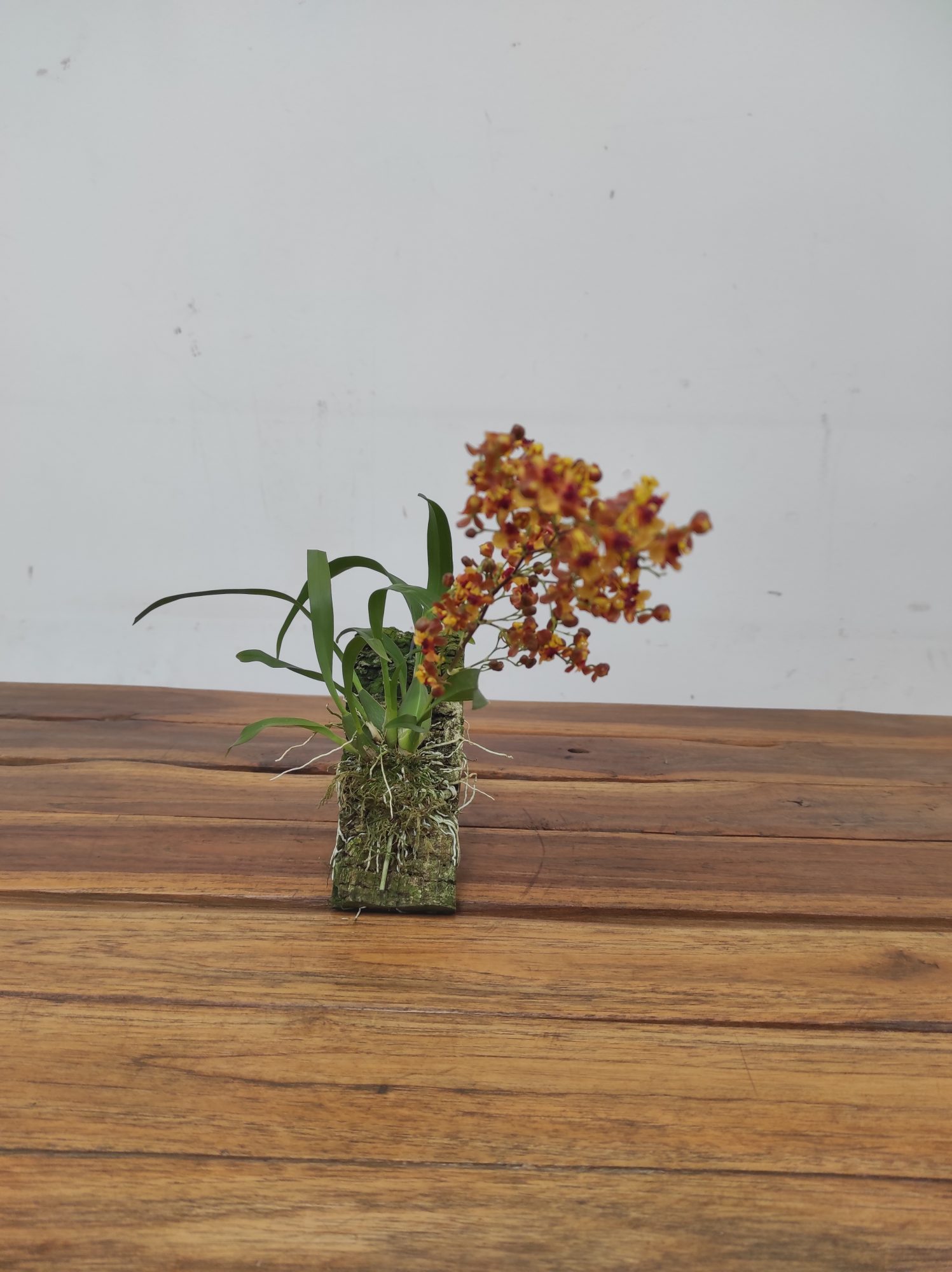 Oncidium Tiny Twinkle 'Anna' - Montagem Cortiça - Image 2