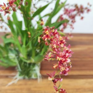 Oncidium Twinkle 'Red Fantasy' - Montagem Cortiça