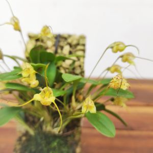 Masdevallia Nidifica Alba - Montagem Cortiça