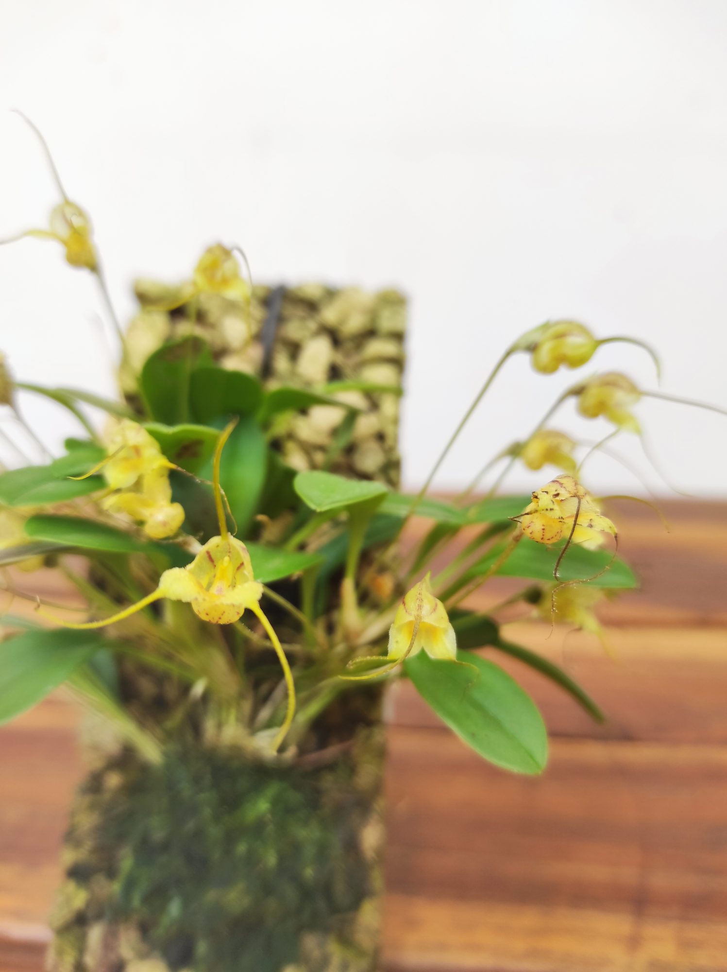 Masdevallia Nidifica Alba - Montagem Cortiça