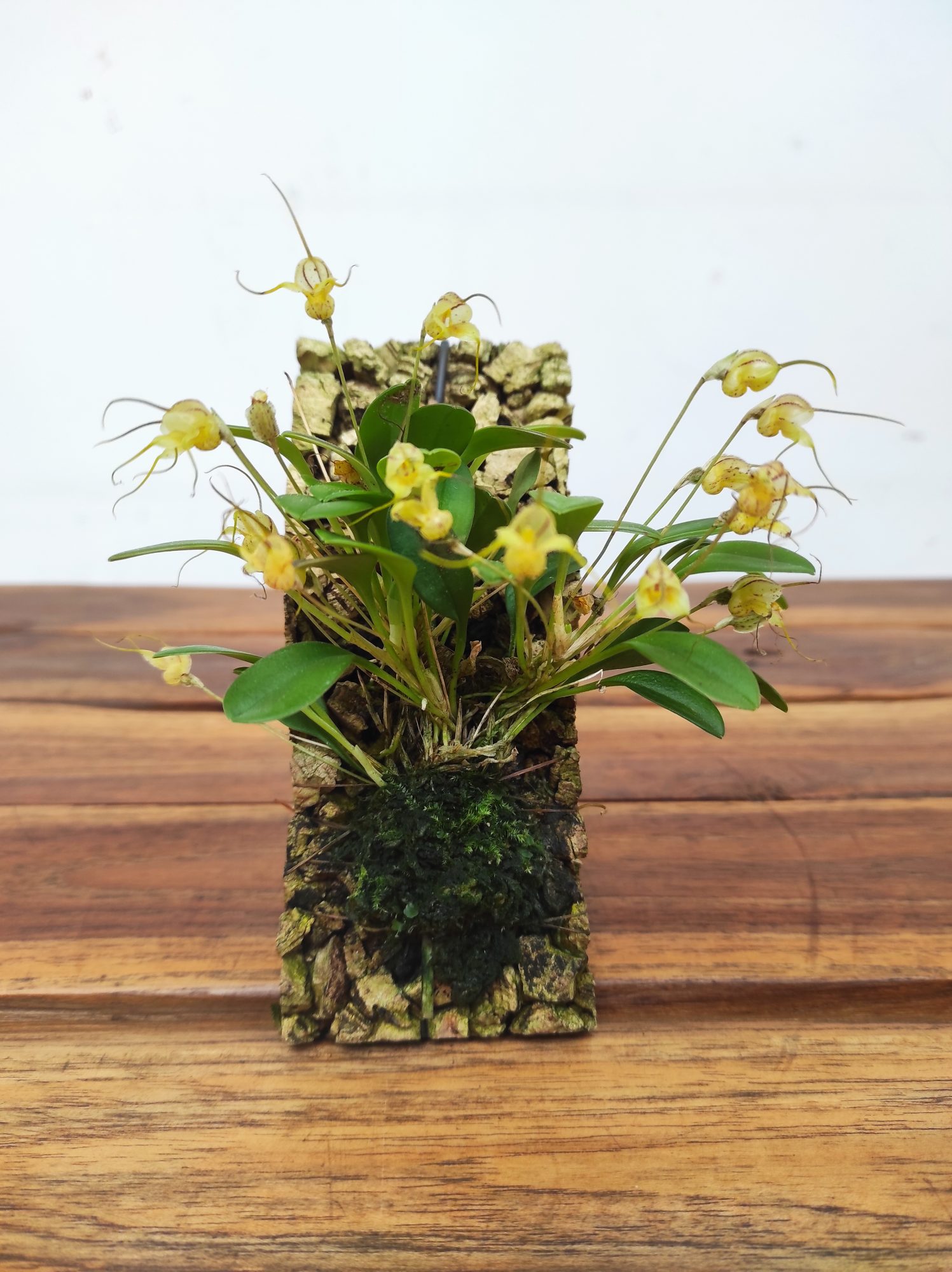 Masdevallia Nidifica Alba - Montagem Cortiça - Image 2