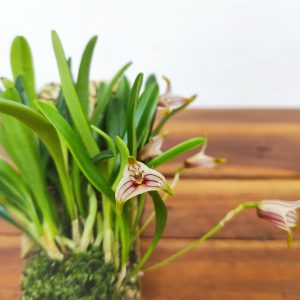 Masdevallia Striatella - Montagem Cortiça