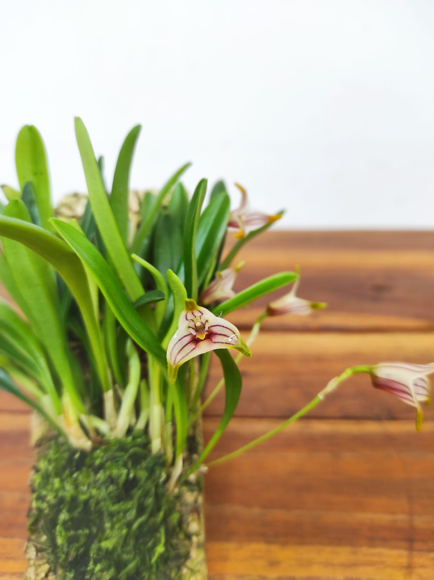 Masdevallia Striatella - Montagem Cortiça