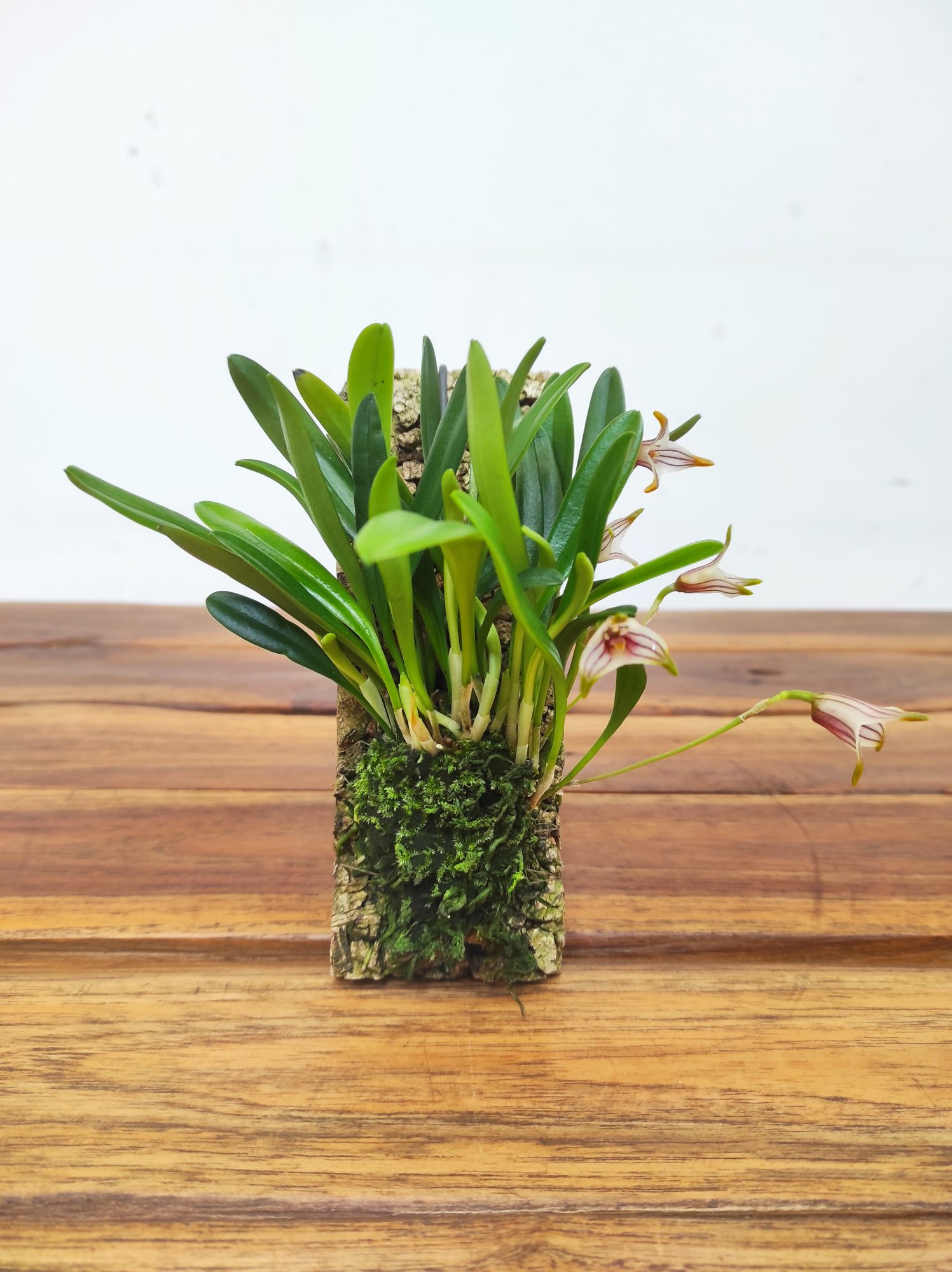 Masdevallia Striatella - Montagem Cortiça - Image 2