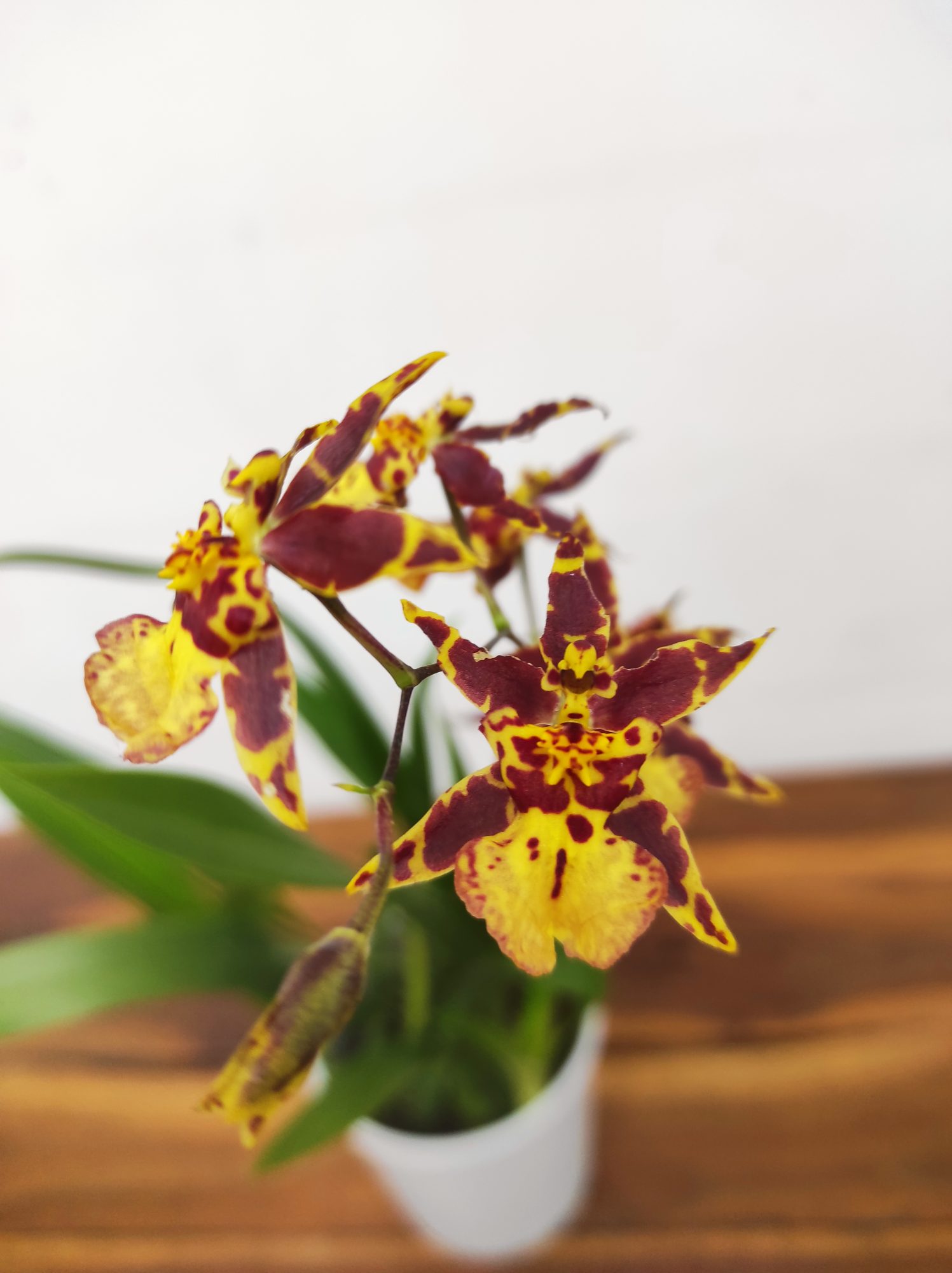 Oncidium Titanium V.9