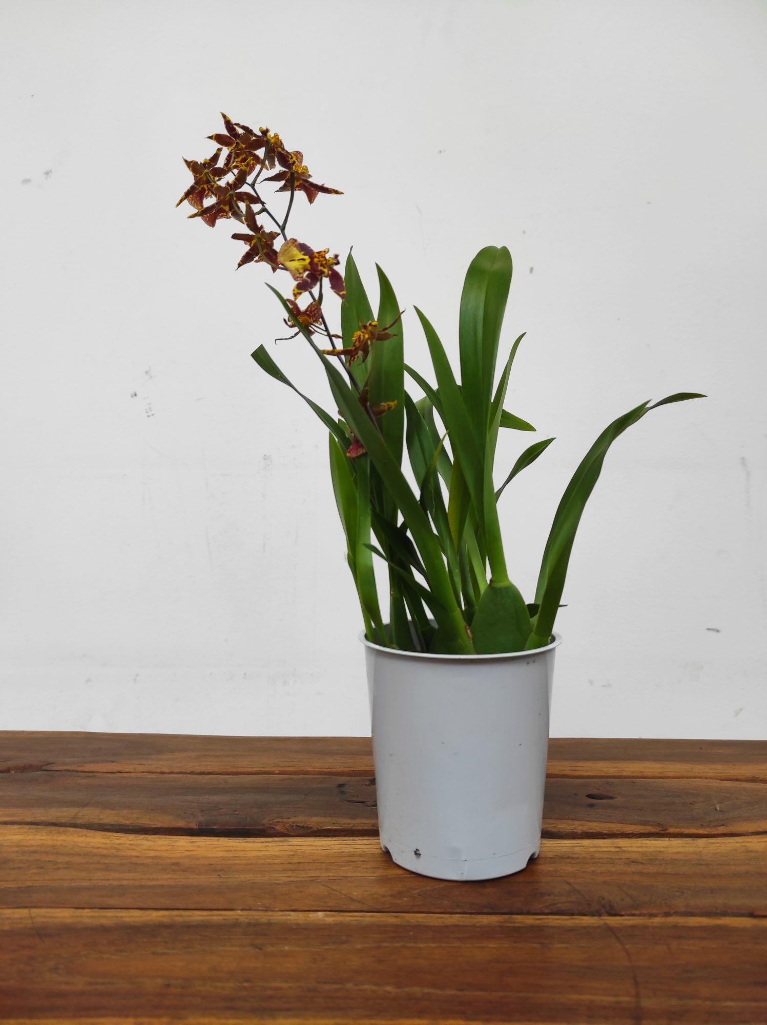 Oncidium Titanium V.9 - Image 2