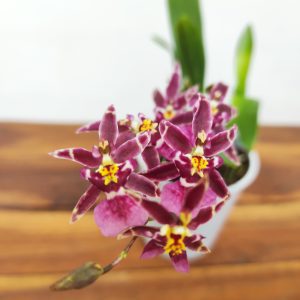 Oncidium Titanium V.9