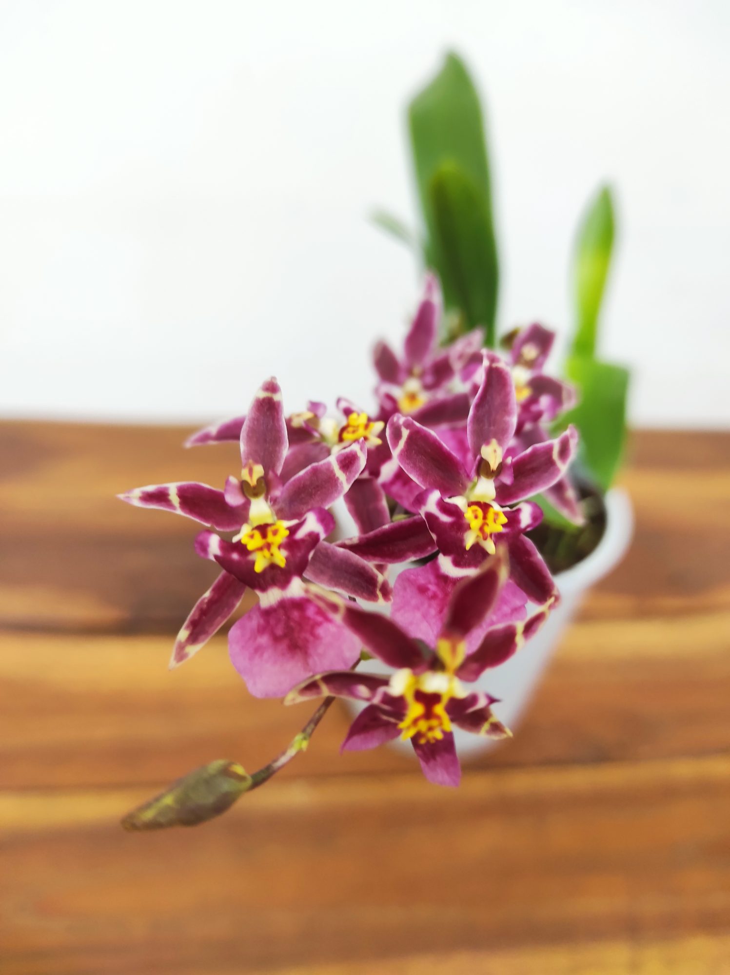 Oncidium Titanium V.9