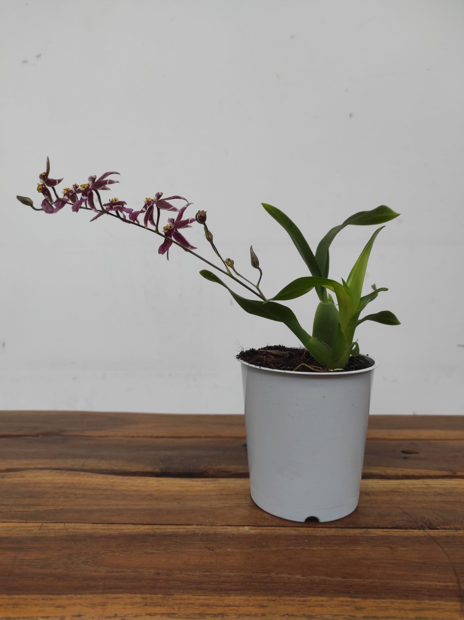 Oncidium Titanium V.9 - Image 2