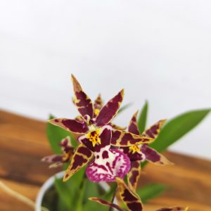 Oncidium Titanium V.9