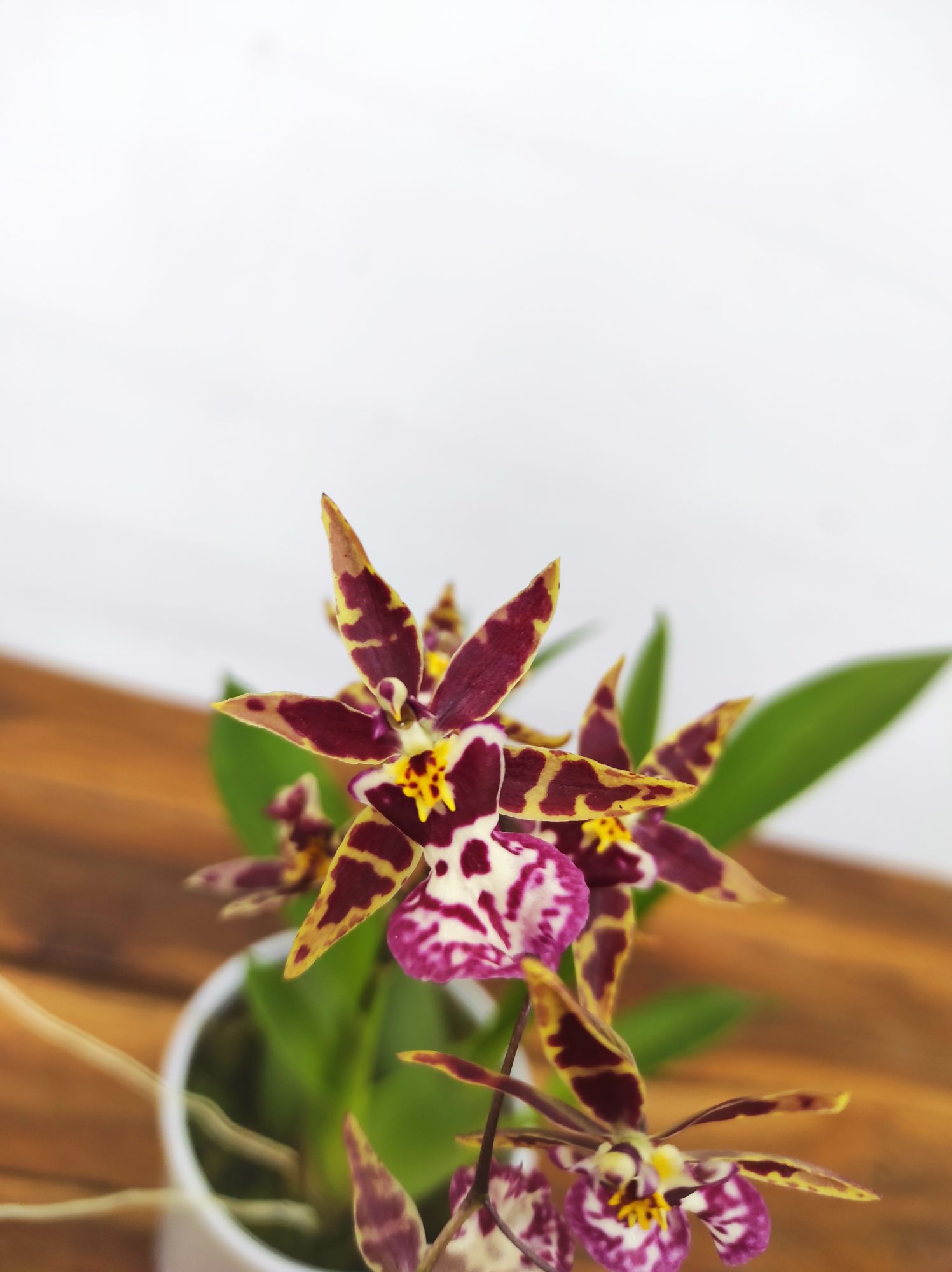 Oncidium Titanium V.9
