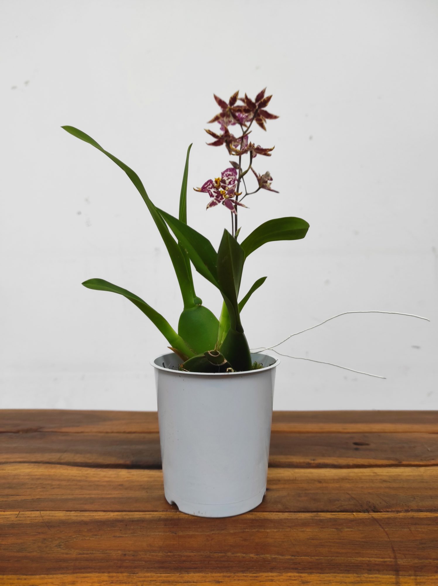 Oncidium Titanium V.9 - Image 2