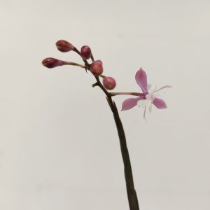 Epidendrum Anika Hassinger