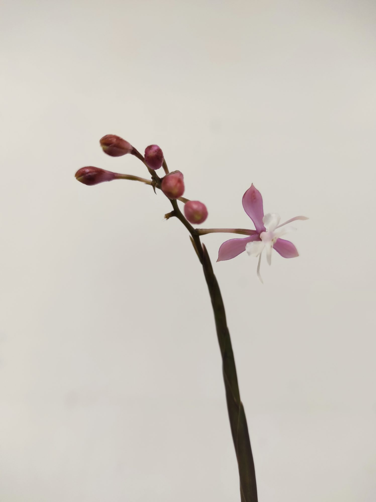 Epidendrum Anika Hassinger