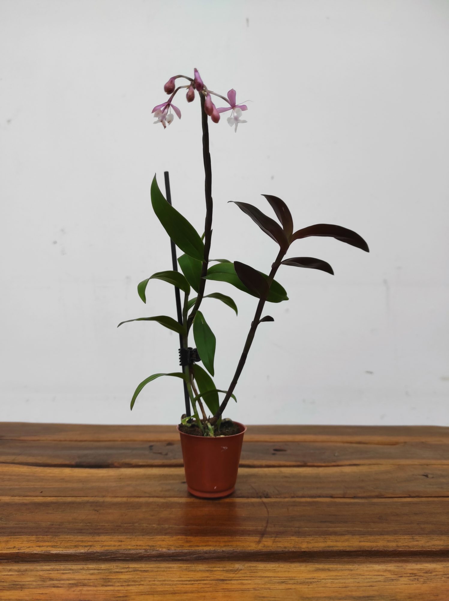 Epidendrum Anika Hassinger - Image 2