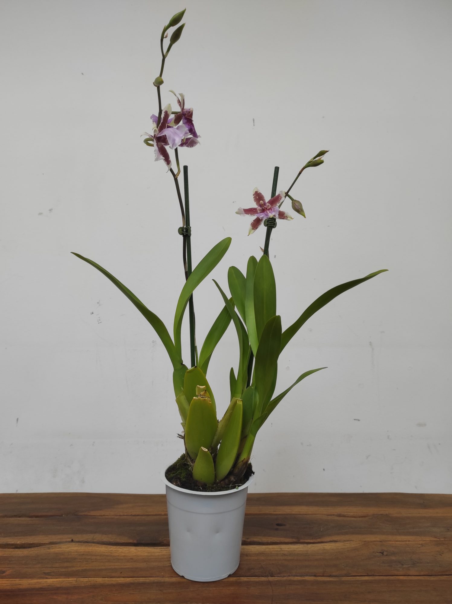 Cambria 2 Hastes - Image 2