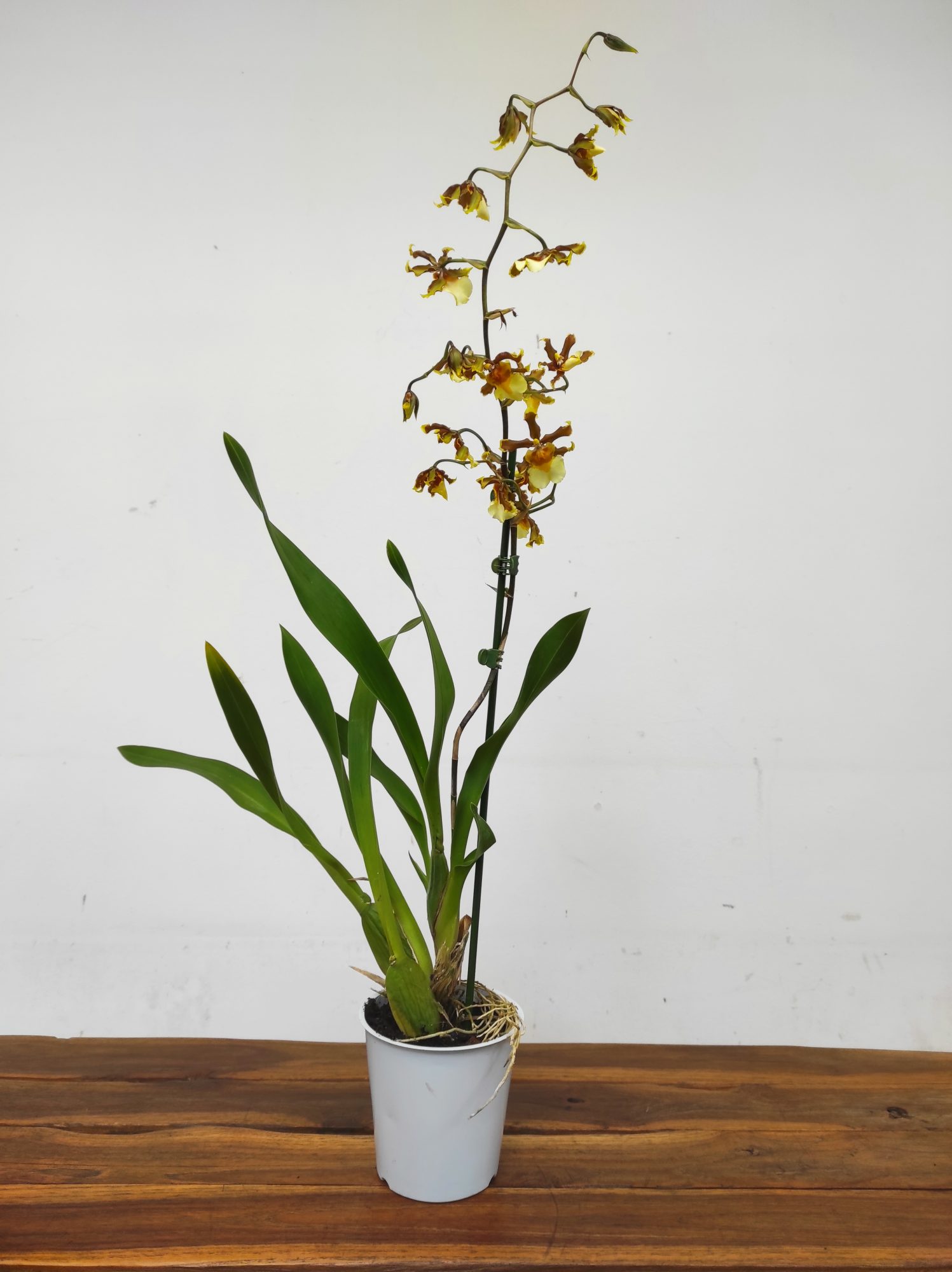 Cambria 1 Haste - Image 2