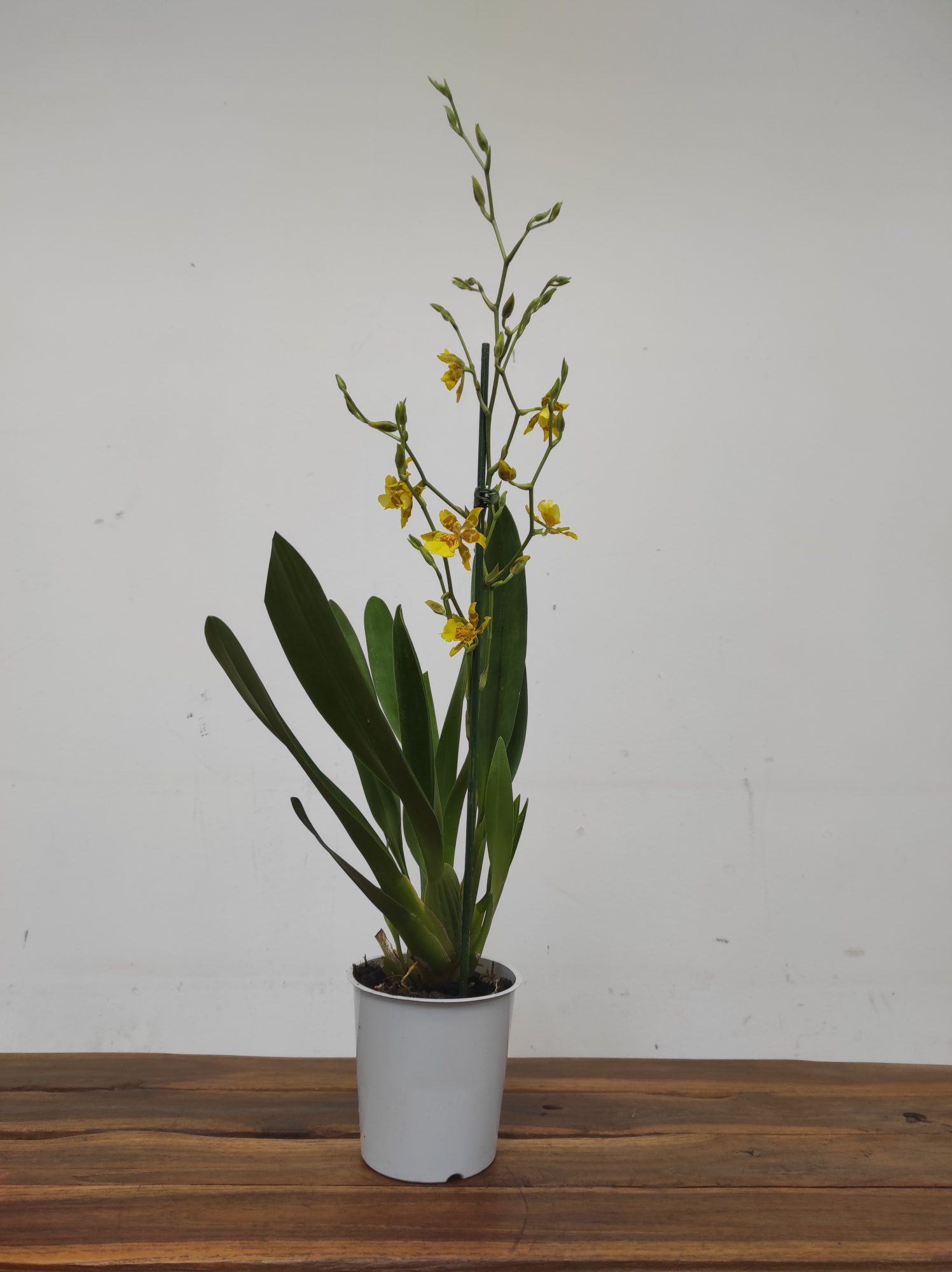 Cambria 1 Haste - Image 2