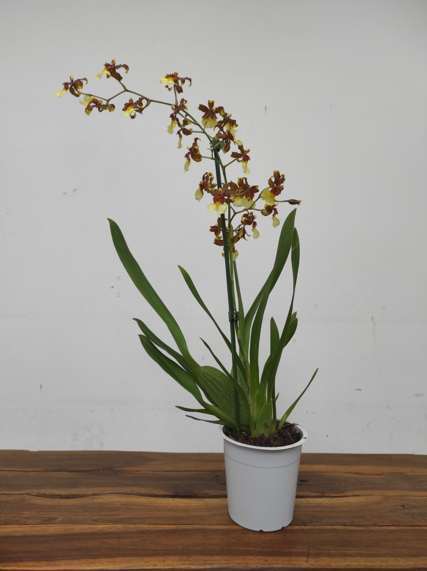 Cambria 1 Haste - Image 2