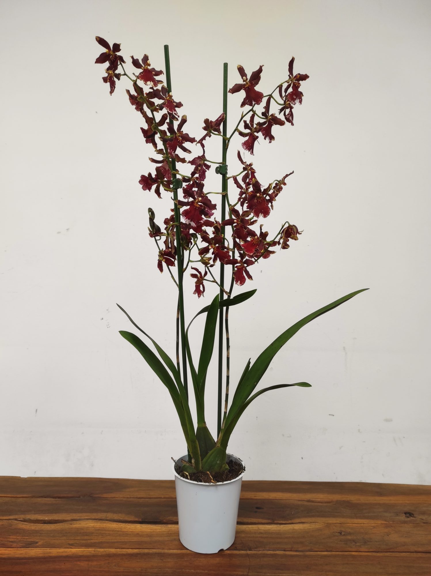 Cambria 2 Hastes - Image 2