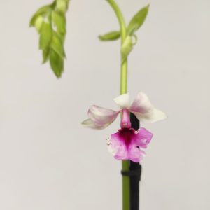 Calanthe Rubens 1 Haste