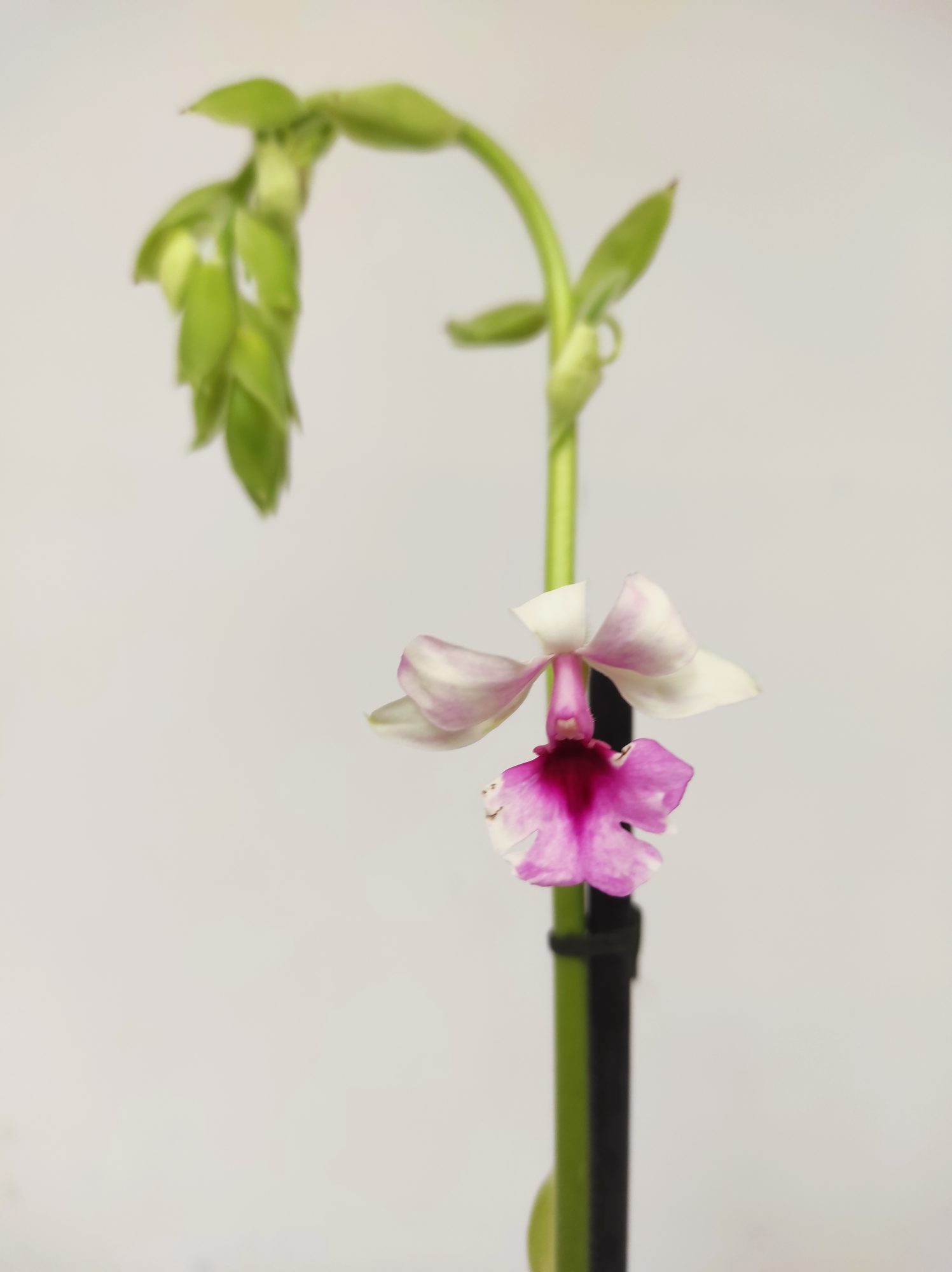 Calanthe Rubens 1 Haste