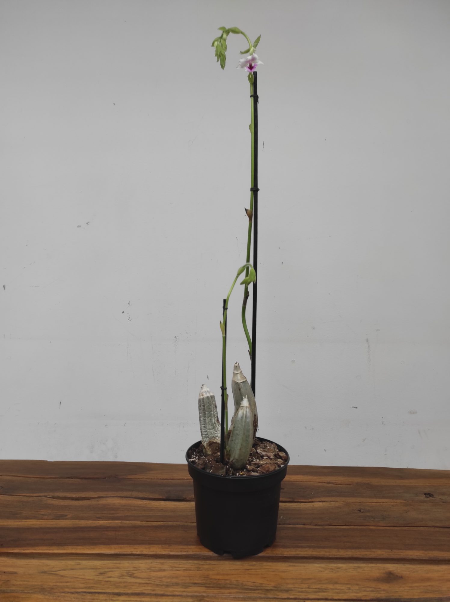 Calanthe Rubens 1 Haste - Image 2