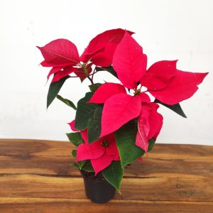 Euphorbia Pulcherrima V.11