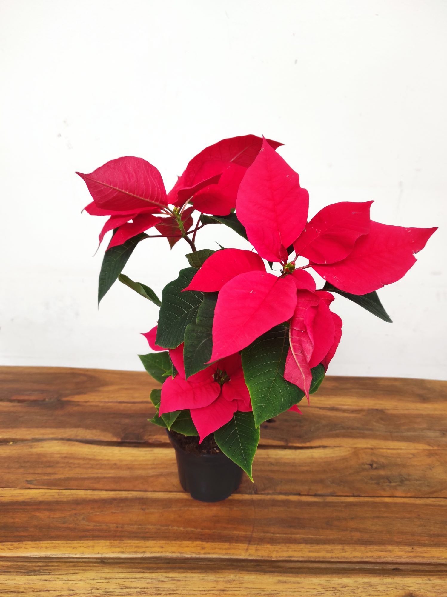 Euphorbia Pulcherrima V.11